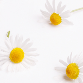 Bisabolol - A chamomile derivative that helps calm and soothe a dry, itchy scalp