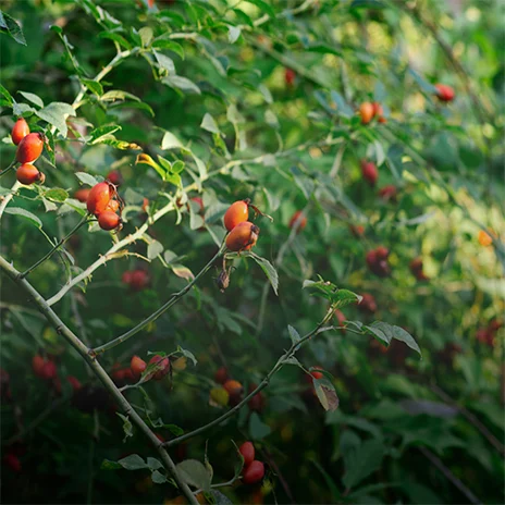 Rosehip Oil