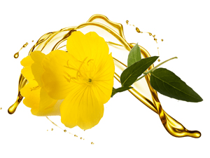 EVENING PRIMROSE OIL