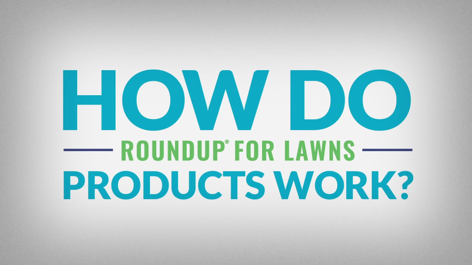 thumbnail video image 2 of Roundup For Lawns 2 Concentrate Weed Killer for Northern Grass, 32 oz., Kills 250+ Weeds, 2 of 8