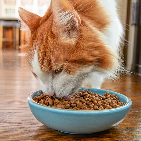 Blue buffalo kidney outlet cat food