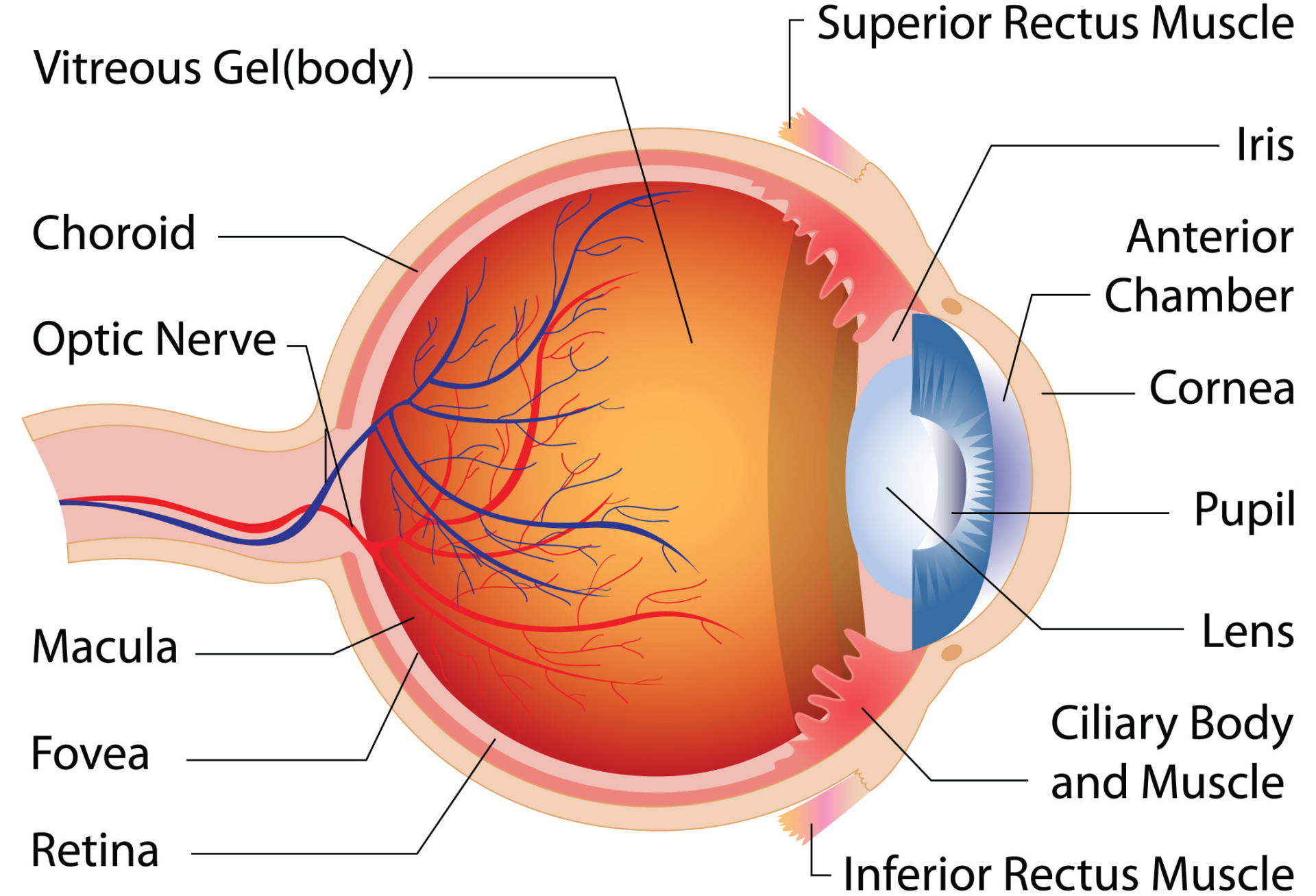 Глаз как переводится. Eye Parts. Eye Anatomy. Строение глаза человека схема фото. Eye structure.