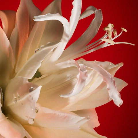 SOLAR YLANG YLANG
