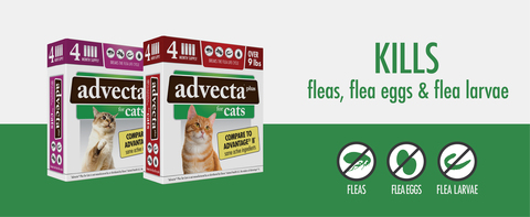 Advecta Plus Flea Treatment for Small Cat 4 Monthly Treatments