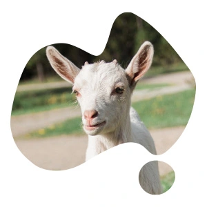 Bubs Easy Digest Goat Toddler Formula | Meijer
