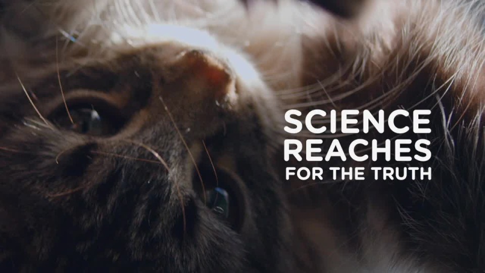 thumbnail video image 2 of Hill's Science Diet Multiple Benefit Chicken Dry Cat Food, 7lb Bag, 2 of 9