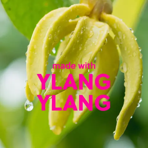 YLANG YLANG