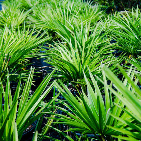 Fanning Foliage