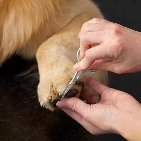 Fur Trimming