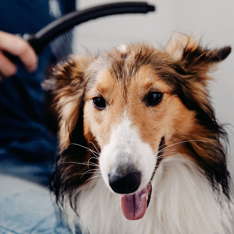 Waterpik Pet Wand PRO Deluxe Dog Shower Attachment, PPR255E