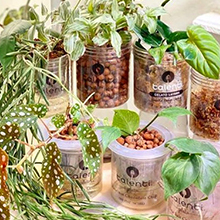 Image of Talenti gelato jars reused as planters