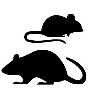 TOMCAT rat Gel VS Bacon 🥓 #tomcat #rat#pestcontrol#ratexterminator #t