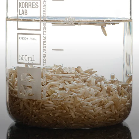 Rice Extract