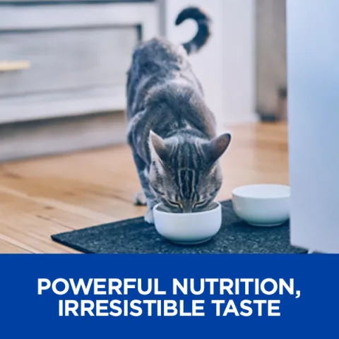 prescription diet petsmart kidney cat food