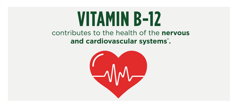 Vitamin B-12 contributes to the health of the nervous and cardiovascular systems