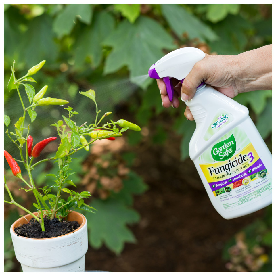 Garden Safe Brand Fungicide3 24 Ounces, 3 Garden Products in 1