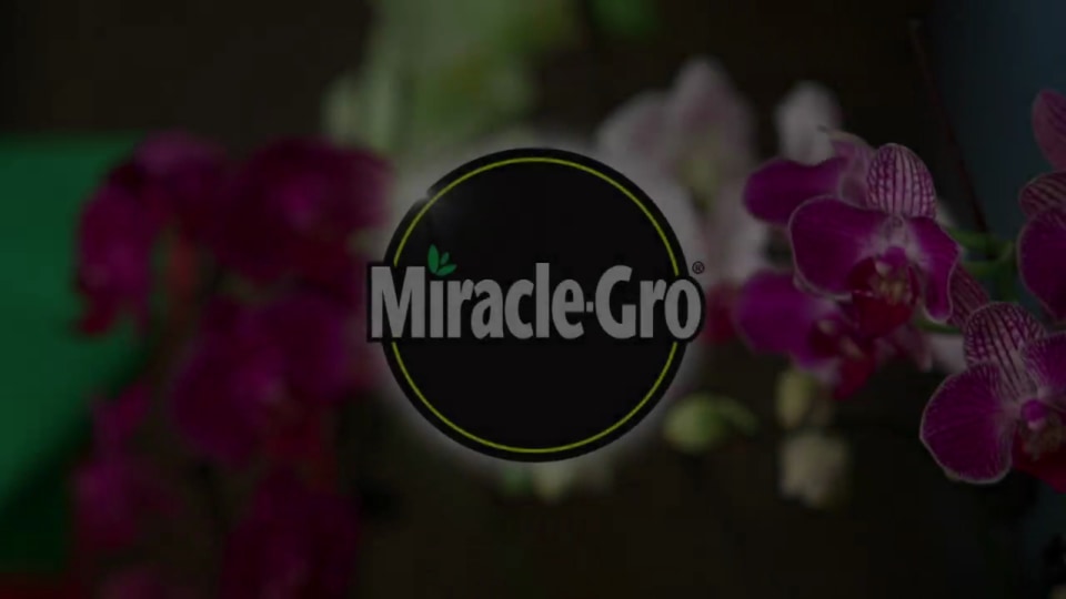 thumbnail video image 2 of Miracle-Gro Orchid Plant Food Spikes, 2 of 5