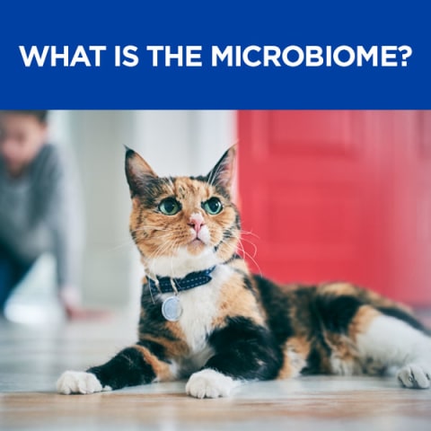 hills gastrointestinal biome cat