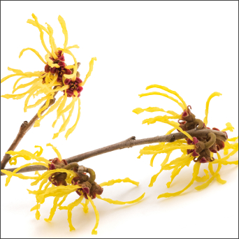 Witch Hazel