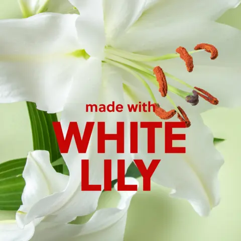 WHITE LILY