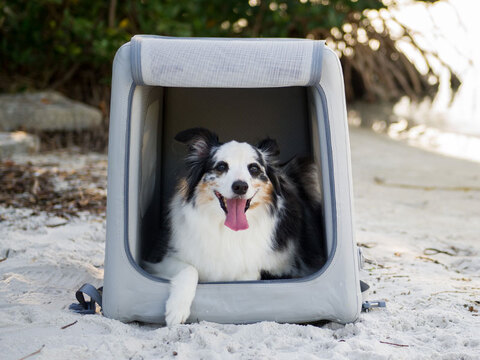 Dog inside Enventur Travel Kennel on a beach