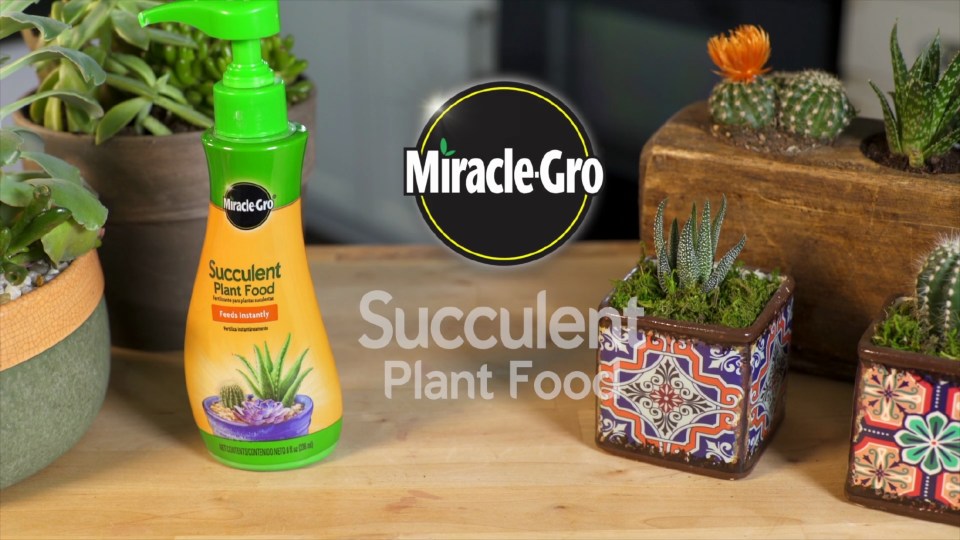 thumbnail video image 2 of Miracle-Gro Succulent Plant Food, Liquid Plant Food for Indoor Succulents, 8 oz., 2 of 13