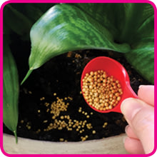 Osmocote High N Fertilizer (16-11-10+2Mgo+TE) – Plants & Plants Supercentre