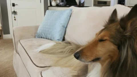 thumbnail video image 3 of Bissell Pet Hair Eraser Cordless Hand Vacuum, 1782, 3 of 11