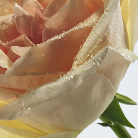 effervescent floral with notes of 