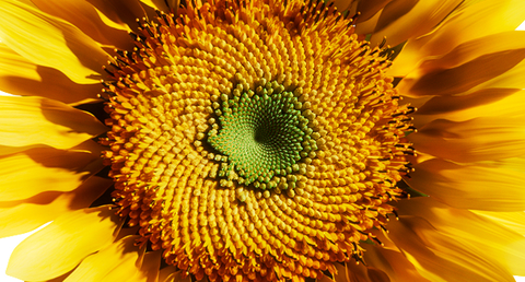 The center of a sunflower’s head.