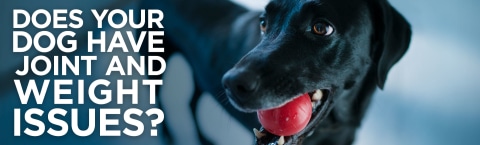 hills metabolic and mobility dog food