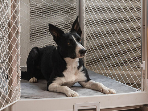 Dog laying inside a Revol Dog Crate on a Snooz Pad