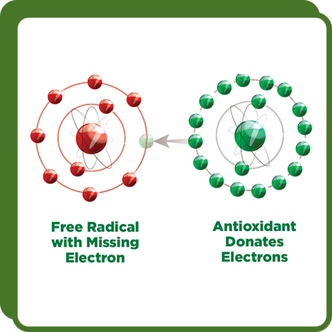 Molecule Diagram