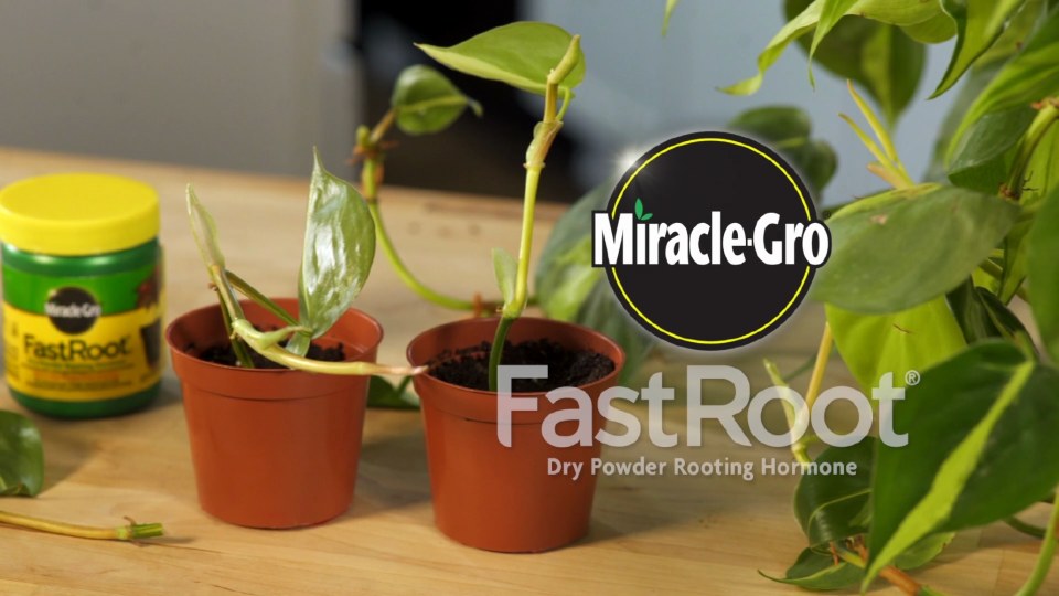 thumbnail video image 2 of Miracle-Gro FastRoot1 Dry Powder Rooting Hormone, 2 of 5