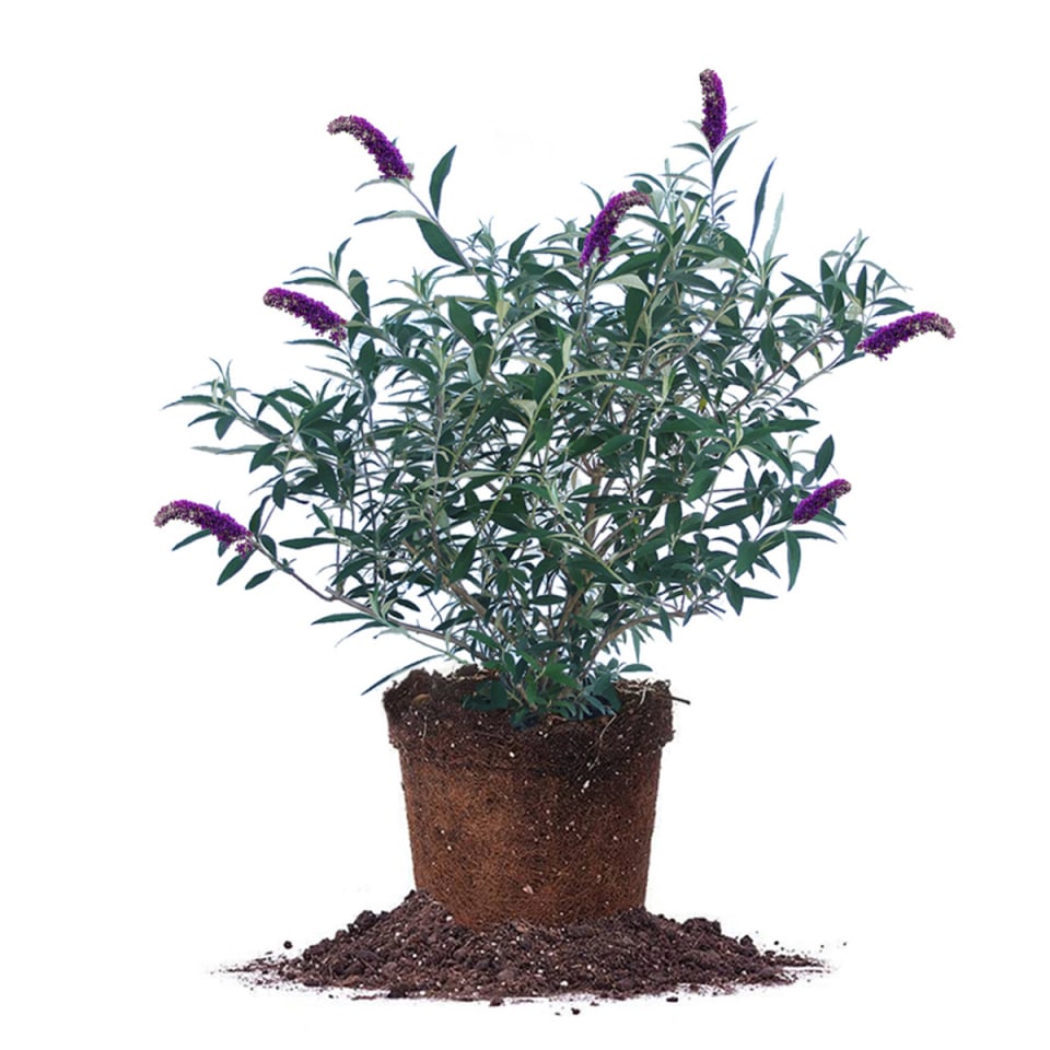 black knight butterfly bush in dirt pot