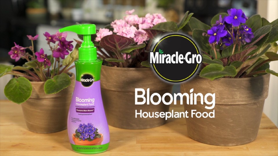 thumbnail video image 2 of Miracle-Gro Blooming Houseplant Fertilizer, For Indoor Plants, 8 fl. oz., 2 of 12
