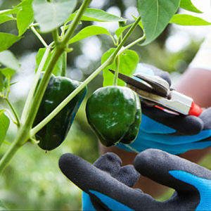 Big Bertha Bell Pepper – Bonnie Plants