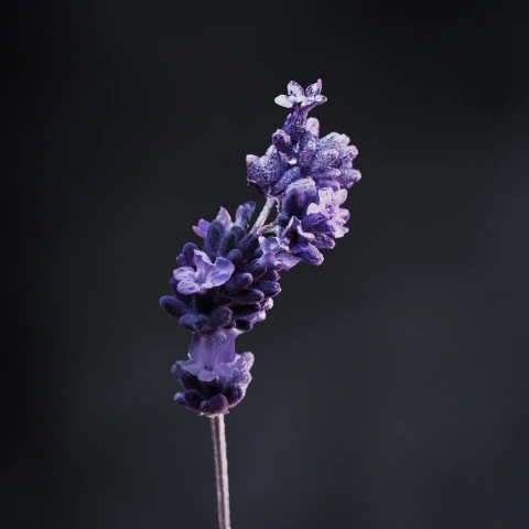 Ingredient- Lavender 