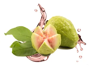 GUAJAVA EXTRACT