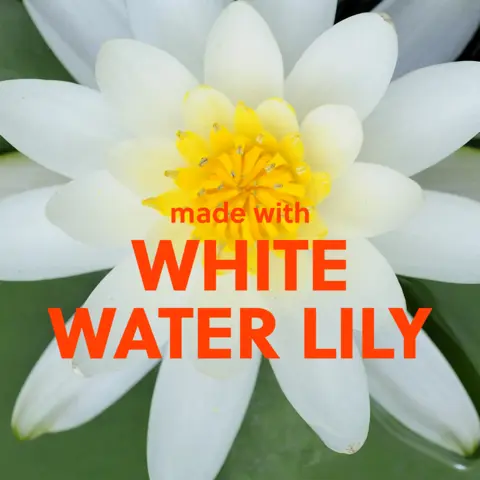 WHITE WATER LILY