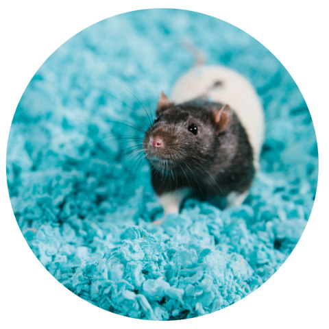 carefresh petco