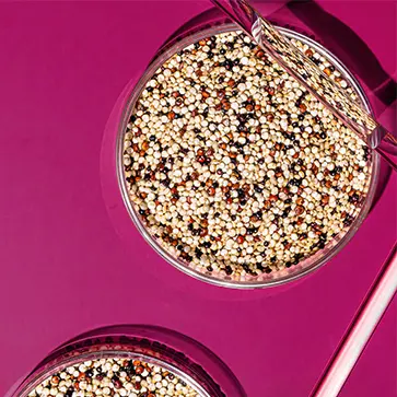 Image of glass petri dish filled with quinoa beans on deep pink surface.