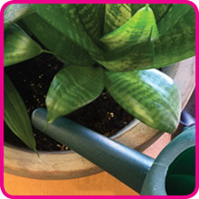 Fertilizer Osmocote Outdoor & Indoor 2lb - Ted Lare - Design & Build