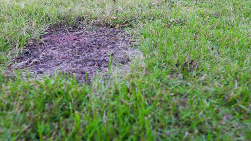 Scotts PatchMaster Lawn Repair Mix Sun + Shade Mix, 4.75 lbs.