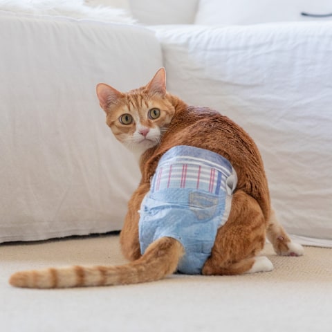 Cats hotsell wearing diapers