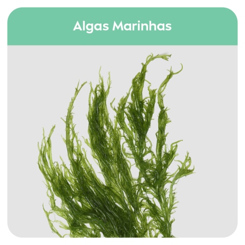 Algas Marinhas