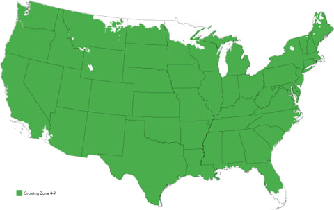 Ann Magnolia Grow Zones