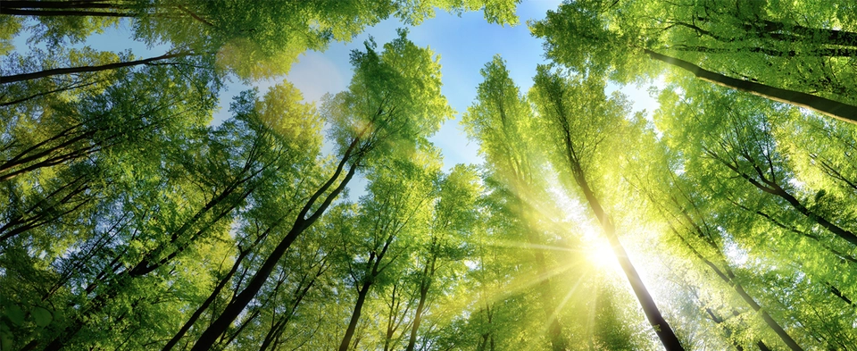 100% of the fibers in our products are responsibly sourced so that we take care of our forests for generations to come