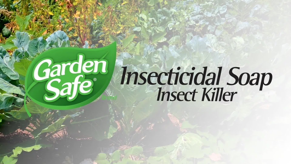 Garden Safe Insecticidal Soap Insect Killer Ready To Use 24 Oz