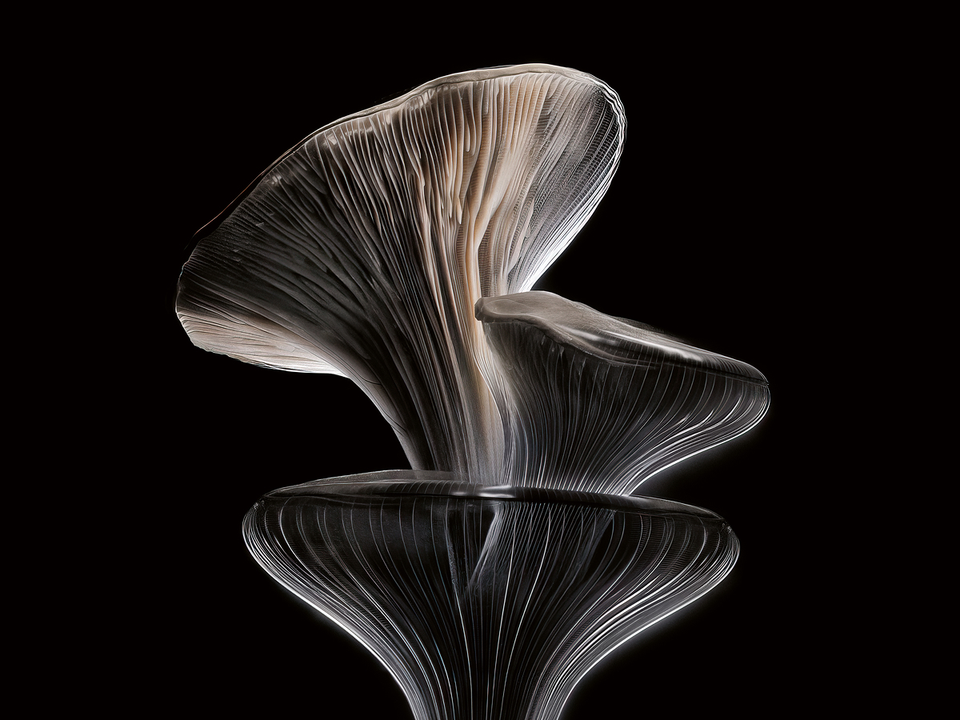 A stack of Oyster mushrooms on a dark background.
